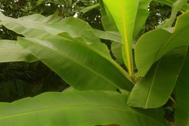 Ormandaki tropikal bitki