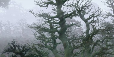 3D güzel manzaranın gösterimi