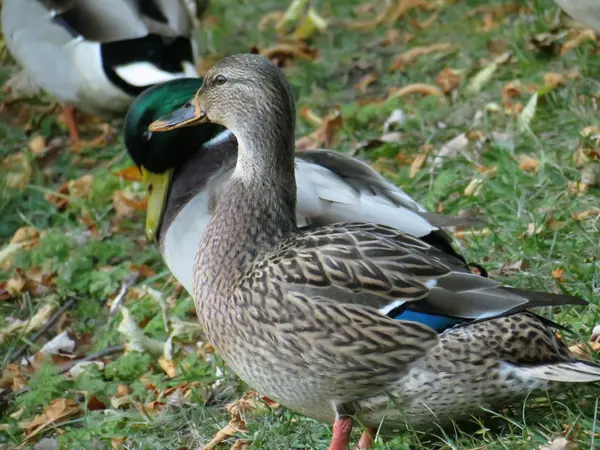 Nádherný kachna v očekávání podzimu. — Stock fotografie