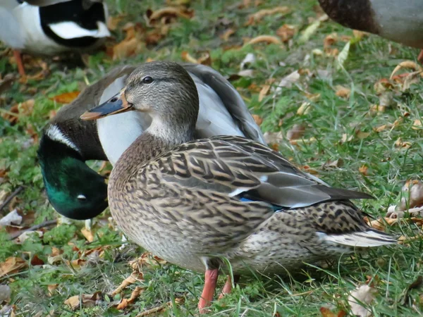 Sonbahar beklentisiyle güzel ördek.