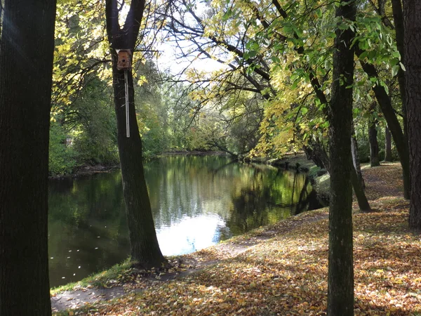 renkli, çeşitli renkli sonbahar.