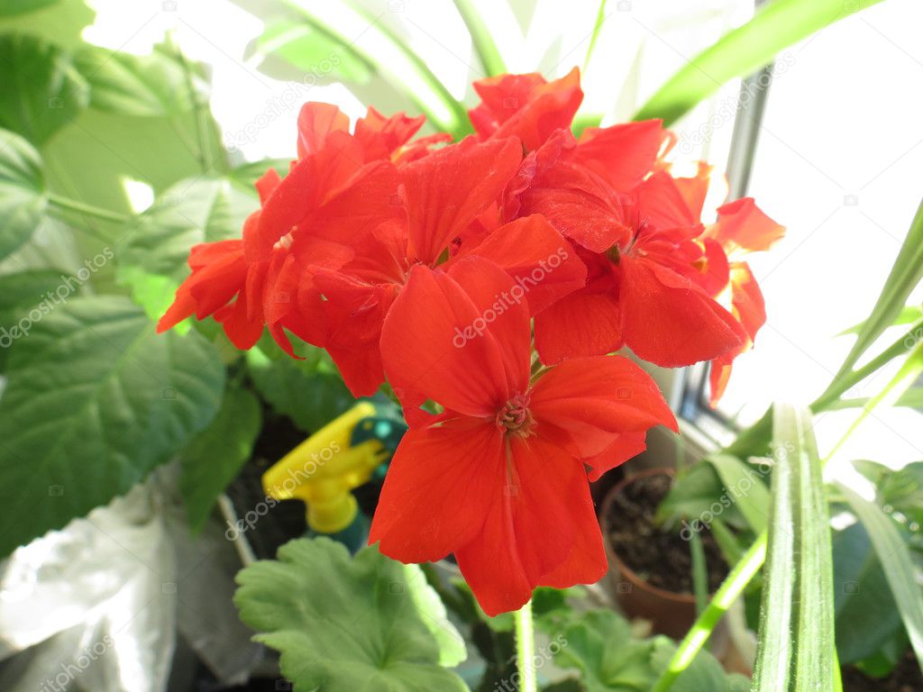 decorative bright red flower.geranium.