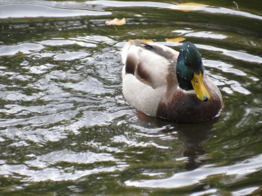 Sonbahar beklentisiyle güzel ördek.