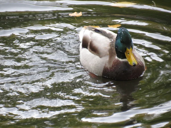 Sonbahar beklentisiyle güzel ördek.