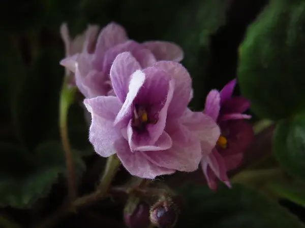Menekşe güzel, nazik houseplant.