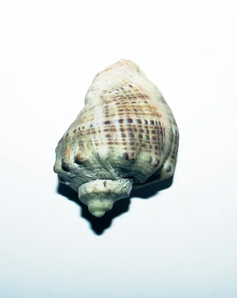 Stora vackra Seashell. — Stockfoto