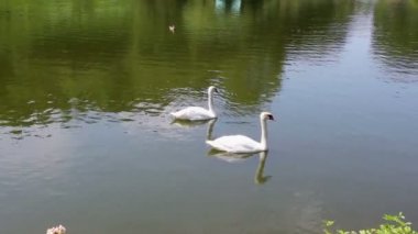 Kuğu ve kazlar gölet üzerinde