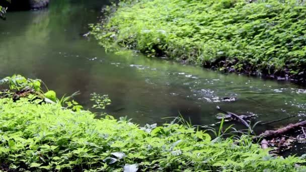 Річка ліс — стокове відео
