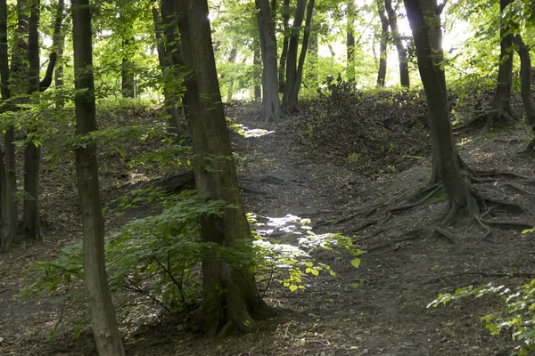 Güzel manzaraya bir Forrest