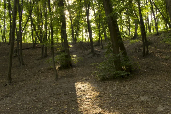Güzel manzaraya bir Forrest