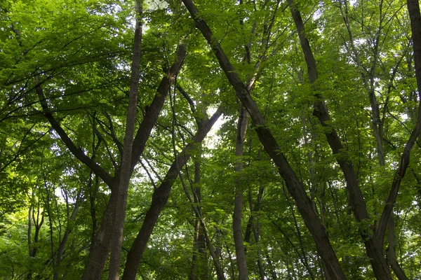 Güzel manzaraya bir Forrest