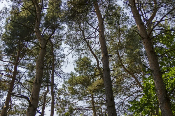 Güzel manzaraya bir Forrest