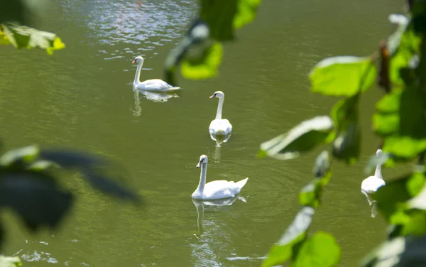 Weiße Schwäne am See — Stockfoto