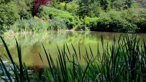 Lac dans la forêt Nature Contexte 