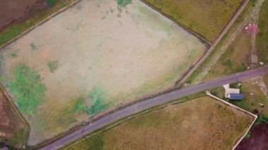 Olgun sarı pirinç tarlası videosu