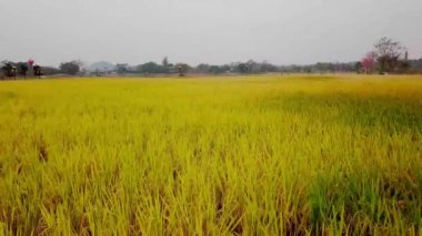 Olgun sarı pirinç tarlası videosu