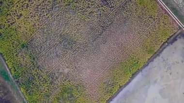 Olgun sarı pirinç tarlası videosu