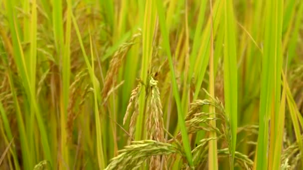 Зрелая Золотисто Желтая Рисовая Ферма — стоковое видео