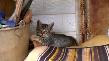 Küçük sevimli bir evcil kedinin yakın çekim videosu.