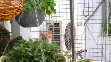 İki yaramaz evcil kedi binanın tepesine tırmanıyor.