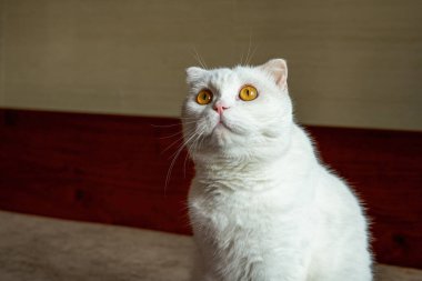 Saf, beyaz, şirin bir İngiliz evcil kedisine yakın plan.