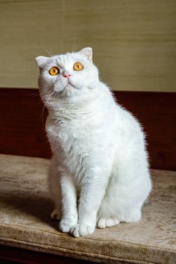 Saf, beyaz, şirin bir İngiliz evcil kedisine yakın plan.