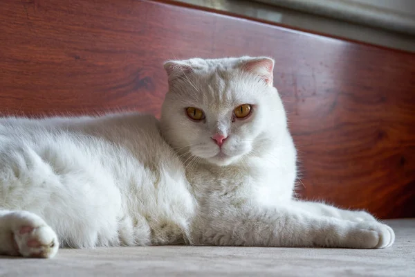一只可爱的纯白英国短毛猫的特写 — 图库照片
