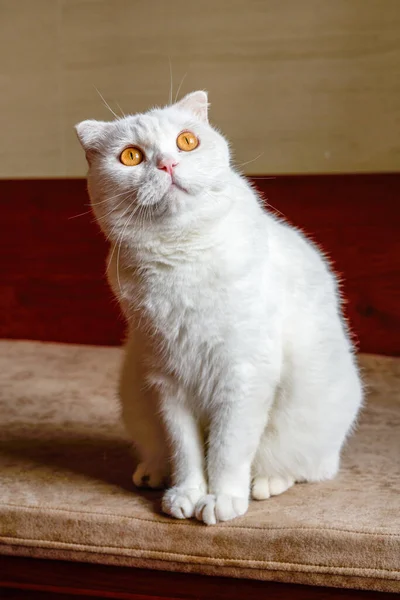 Zbliżenie Słodkie Czysty Biały Brytyjski Krótkowzroczny Zwierzak Kot — Zdjęcie stockowe