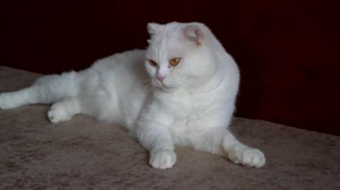 Saf, beyaz, şirin bir İngiliz evcil kedisine yakın plan.