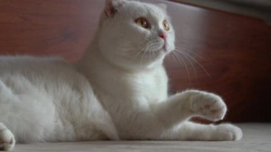 Saf, beyaz, şirin bir İngiliz evcil kedisine yakın plan.