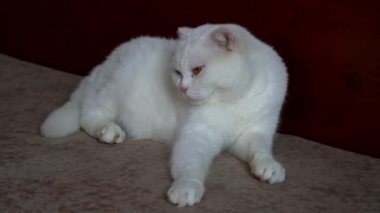 Saf, beyaz, şirin bir İngiliz evcil kedisine yakın plan.