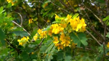 Rüzgarda sallanan ağaçta sarı bir çiçek