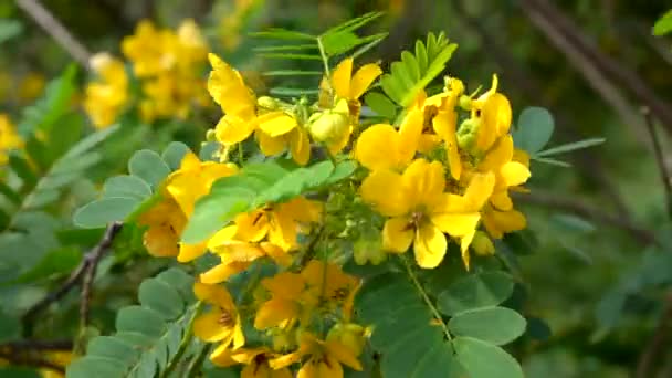 Желтый Цветок Дереве Раскачивающемся Ветру — стоковое видео