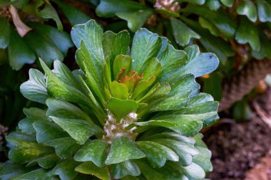 Parktaki yemyeşil bitkilerin yakın çekimi