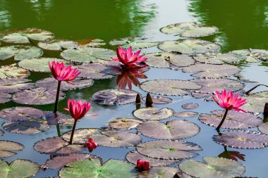 Gölette çiçek açan nilüfer çiçekleri ve nilüfer yaprakları.