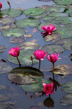 Gölette çiçek açan nilüfer çiçekleri ve nilüfer yaprakları.