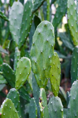 Uzun çizgili kaktüslerin dikenlerine yakın