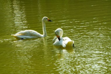 Gölde oynayan iki beyaz kuğunun yakın çekimi.