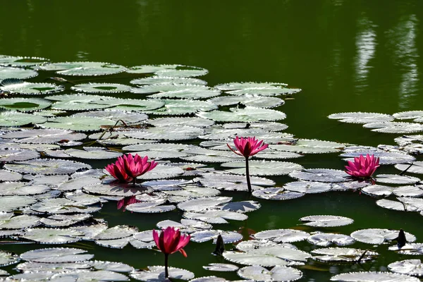 연못에 꽃피는 연꽃과 — 스톡 사진