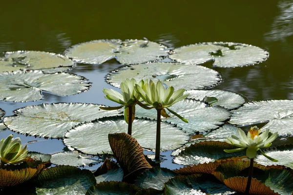 연못에 꽃피는 연꽃과 — 스톡 사진