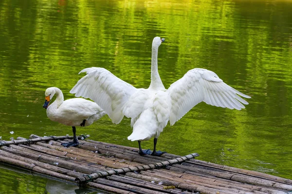 Close-up of two white swans playing in the pond