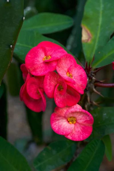 Close Blooming Euphorbia Milii Flower — Stock Photo, Image