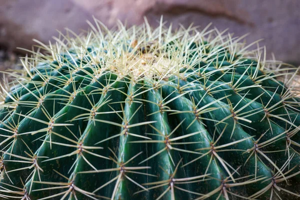 Buja Gömb Alakú Kaktuszok Tövisek Közelsége — Stock Fotó
