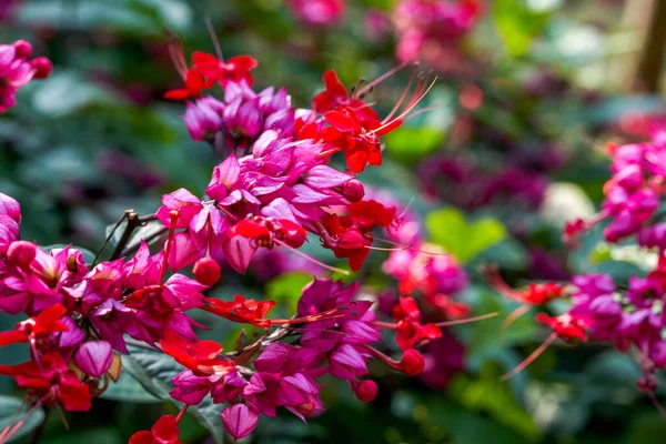 豪華な赤い龍の唾を吐くビードの花 クレロデンドラムのクローズアップ — ストック写真