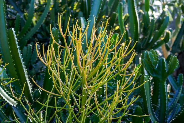 Hosszú Csíkos Kaktusztövisek Közelsége — Stock Fotó
