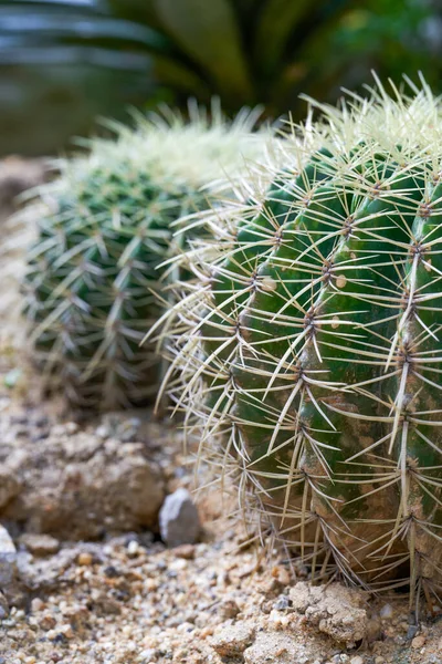 Närbild Frodiga Sfäriska Kaktusar Och Taggar — Stockfoto