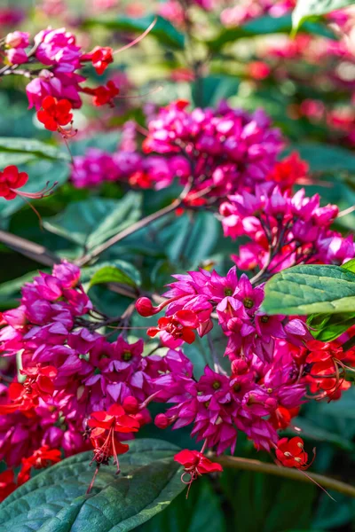 豪華な赤い龍の唾を吐くビードの花 クレロデンドラムのクローズアップ — ストック写真