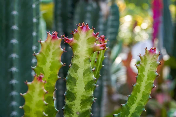 Hosszú Csíkos Kaktusz Piros Lövés Közelkép — Stock Fotó