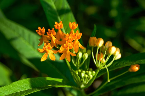 Närbild Blommande Gul Liten Vild Blomma — Stockfoto