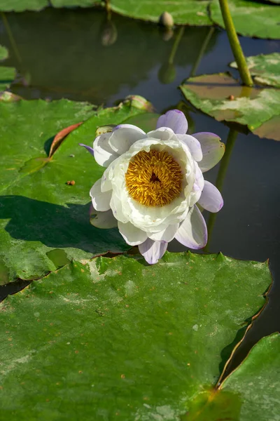 Close-up of blooming lotus and lotus leaves in the pond
